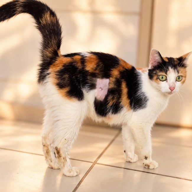 Bonnie - Chat Européen à adopter