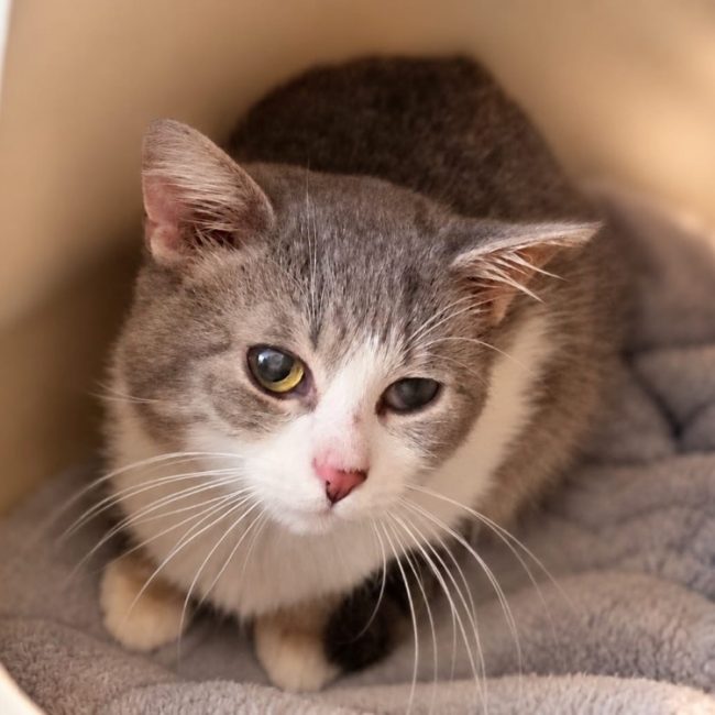 Milton - Chat Européen à adopter