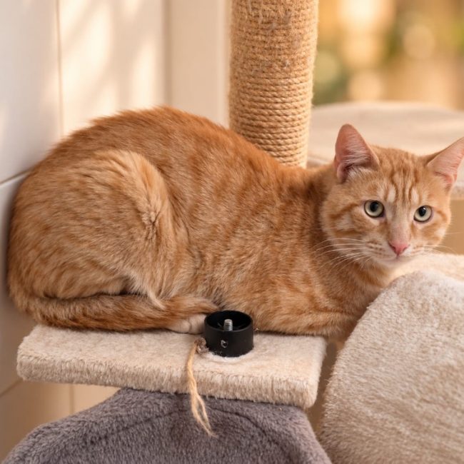 Anatol - Chat Européen à adopter