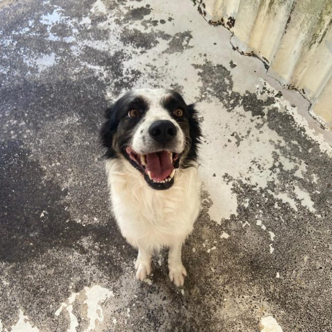Talion - Chien à adopter