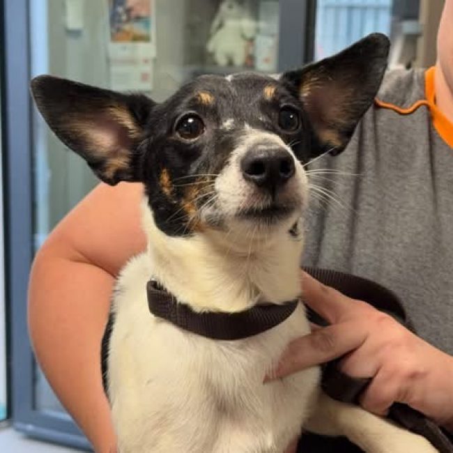 Ch nain - Chien à adopter