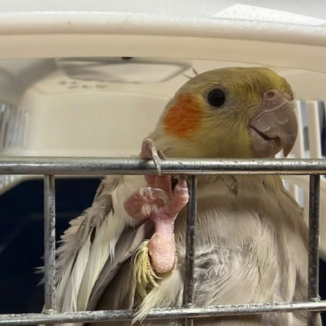 Titi - Oiseau à adopter