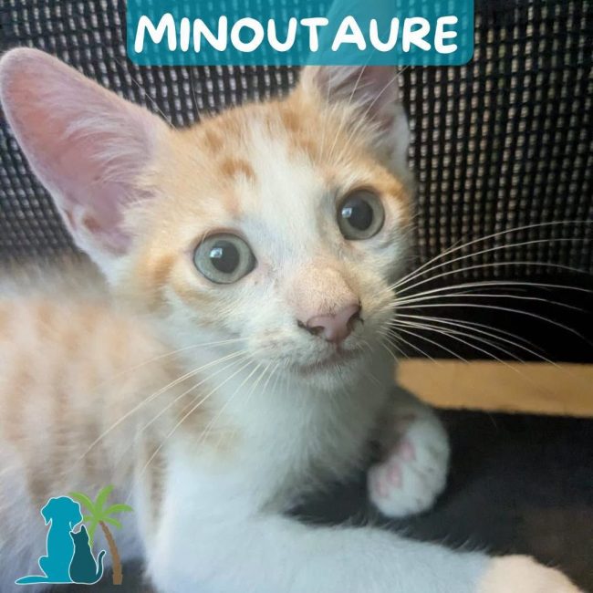 MINOUTAURE - Chat Européen à adopter
