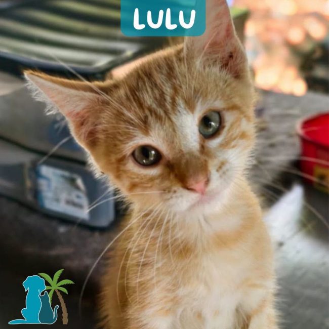 LULU - Chat Européen à adopter
