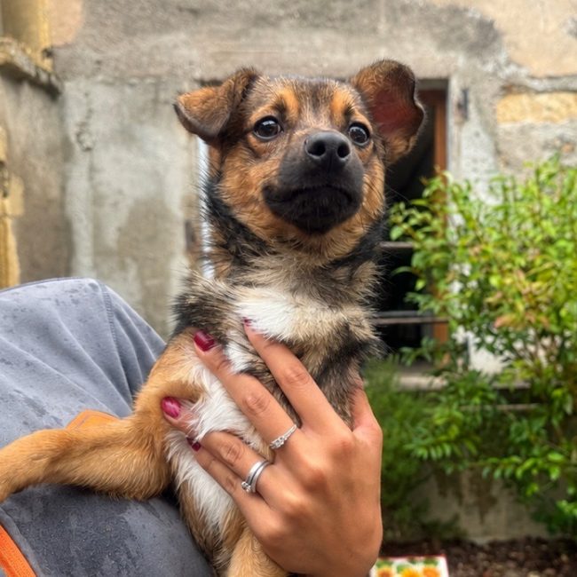 Arlo - Chien Chihuahua à adopter