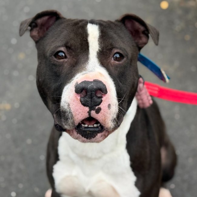 Kumal - Chien Bouledogue Américain à adopter