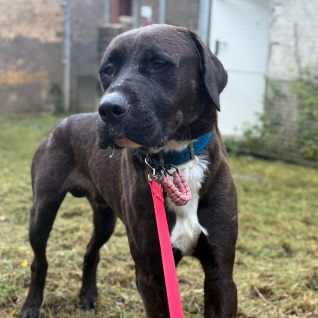 Coca - Chien à adopter