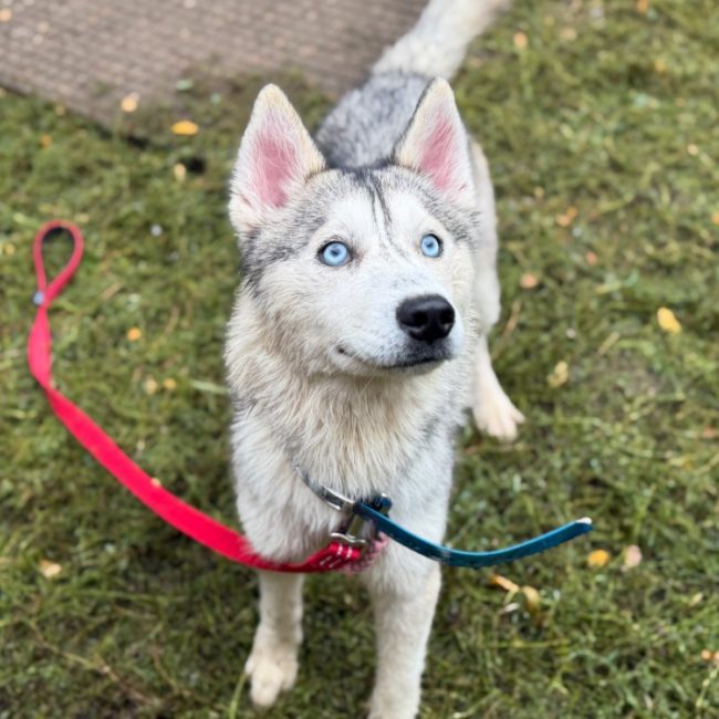 Jinai - Chien Husky Sibérien à adopter