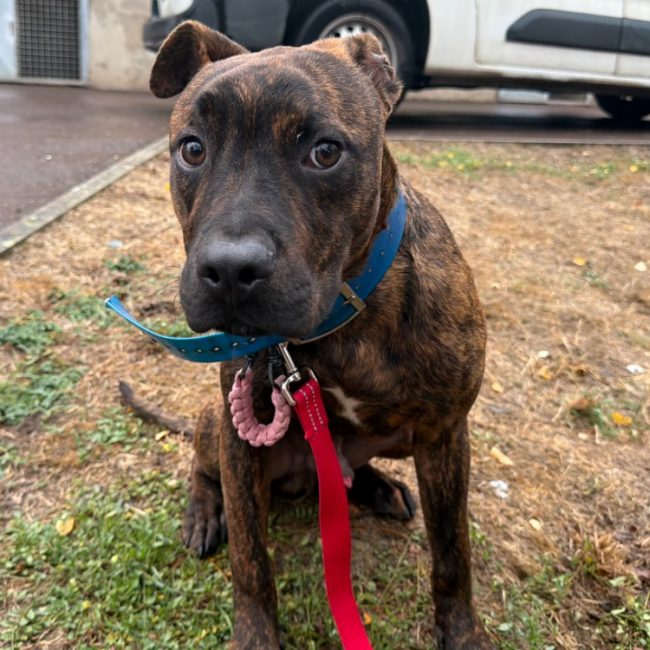 Malfoy - Chien Terrier à adopter