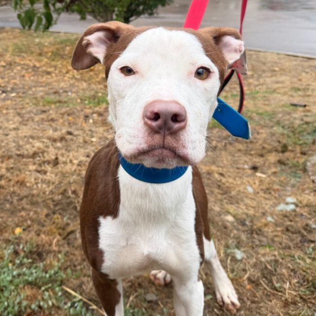 Lucius - Chien à adopter