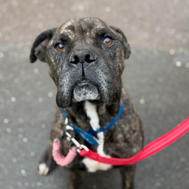 Tyson - Chien Cane Corso à adopter