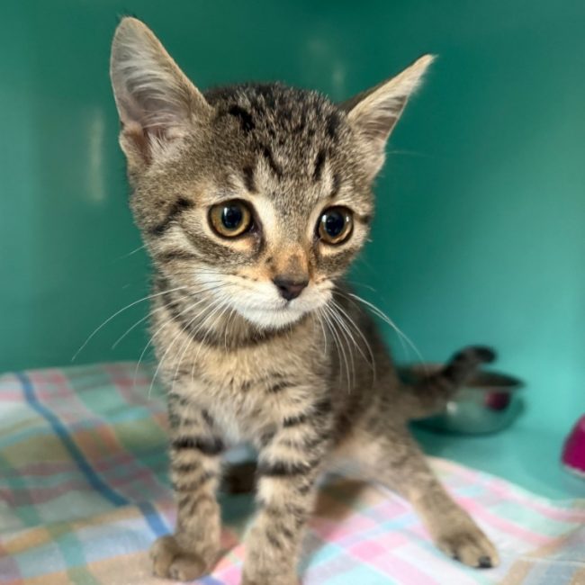 Cyte - Chat Européen à adopter