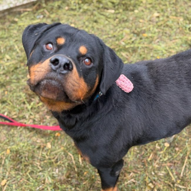 Herve - Chien Rottweiler à adopter
