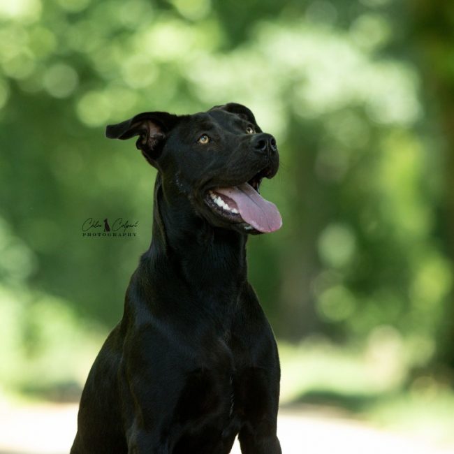 Ava - Chien à adopter