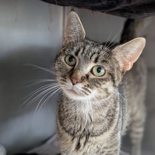 Pivoine - Chat Européen à adopter