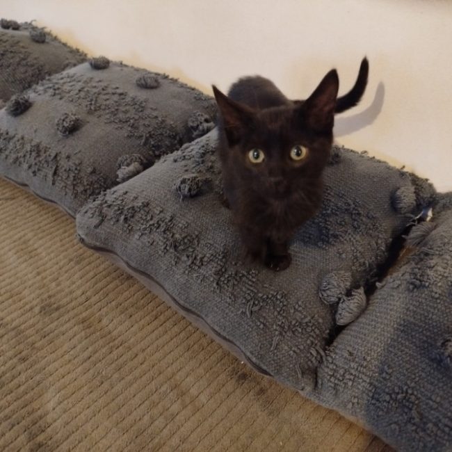 Milo
