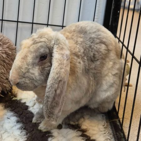 Boule - Rongeur Lapin à adopter