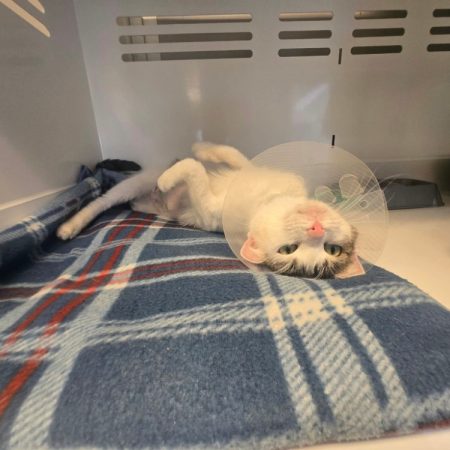 Nebula - Chat Européen à adopter