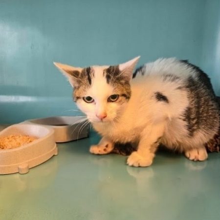 Lenny - Chat Européen à adopter