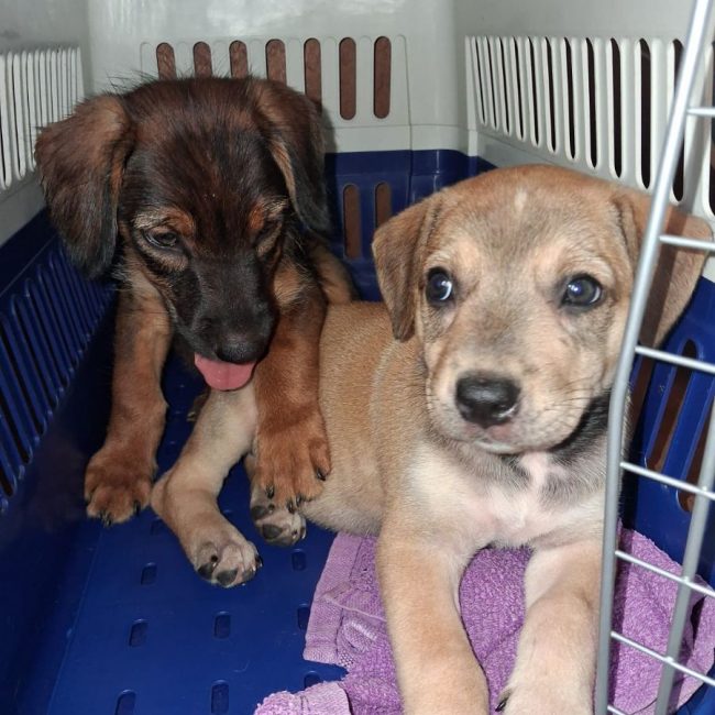 Pitchoune - Chien à adopter