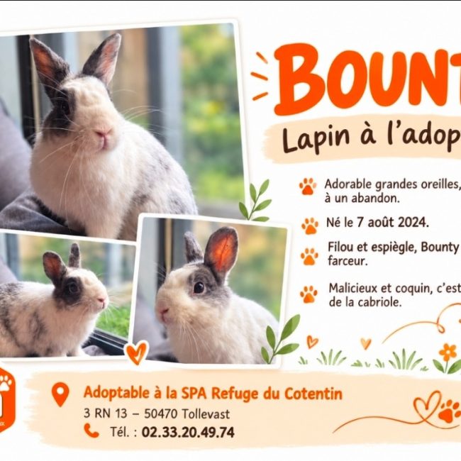 Bounty - Rongeur Lapin à adopter