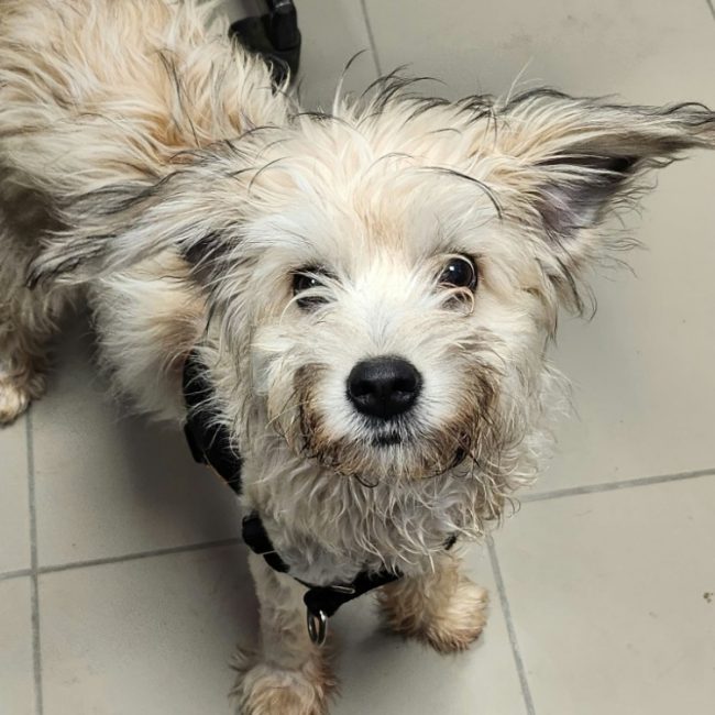 Lisa - Chien à adopter