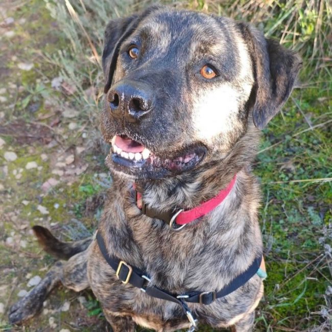 Shiro - Chien à adopter