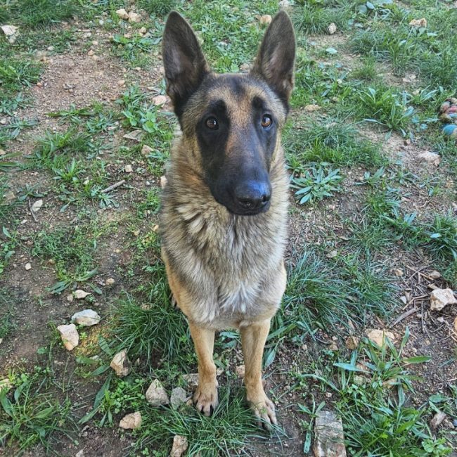 Gino - Chien à adopter