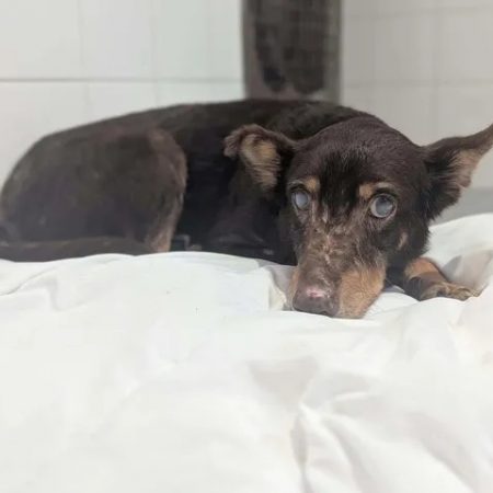 Pierre-jean - Chien à adopter