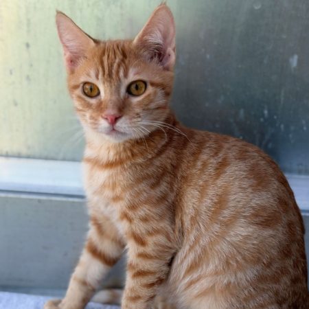Saumon - Chat Européen à adopter