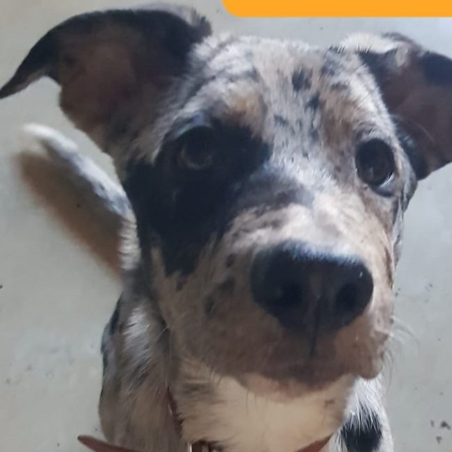 Bandit - Chien à adopter