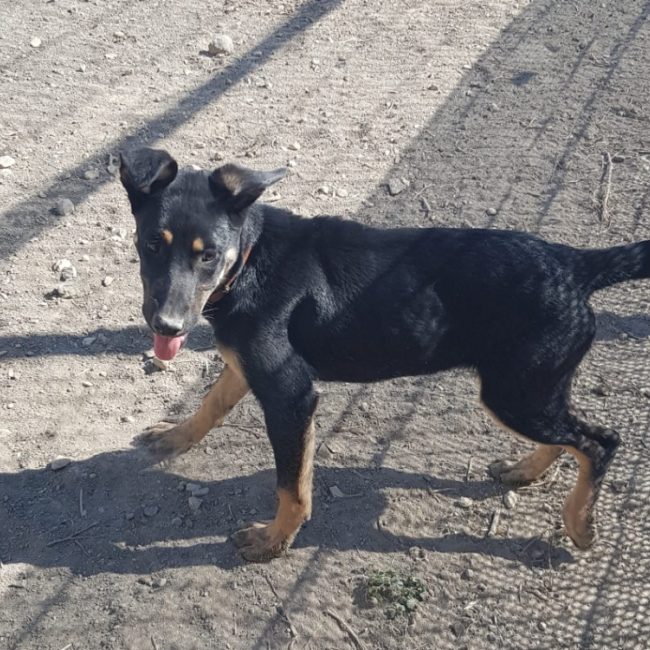 Orange - Chien à adopter