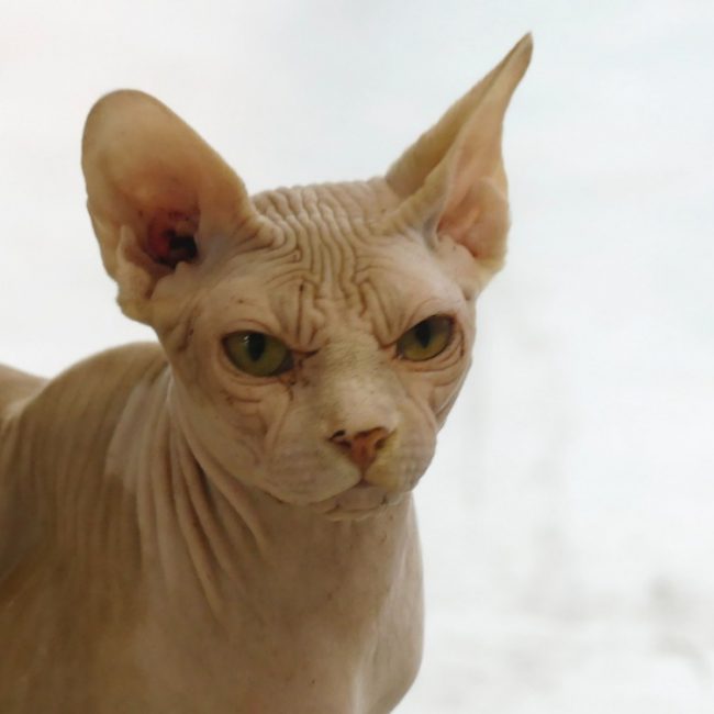 Ahmet - Chat Sphynx à adopter