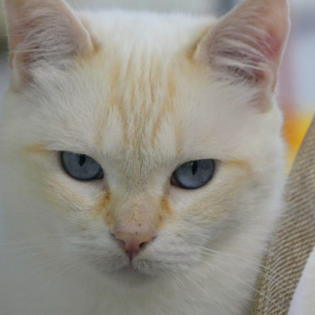 Archie