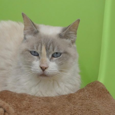 Hamonra - Chat Européen à adopter
