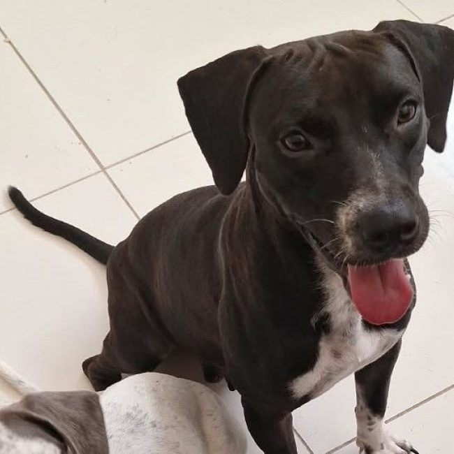 Bella - Chien à adopter