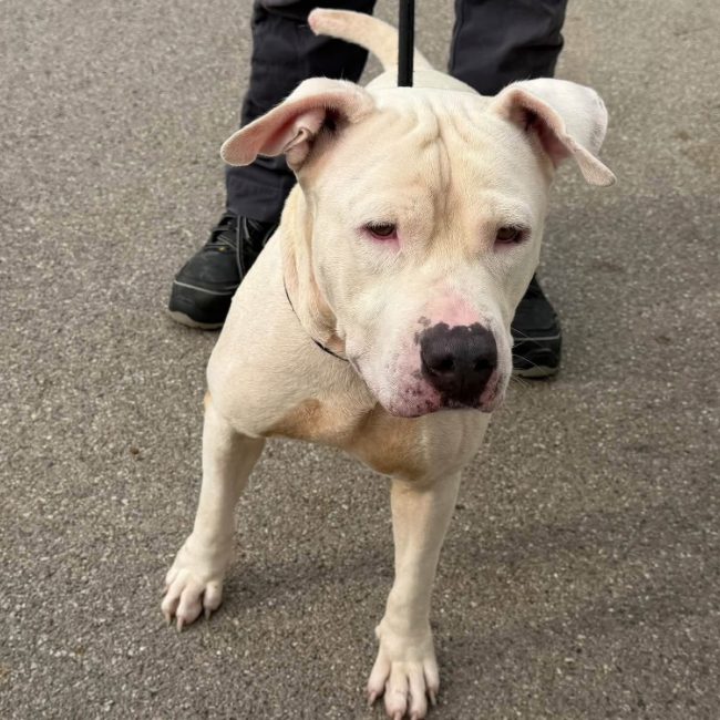 Blanco - Chien à adopter