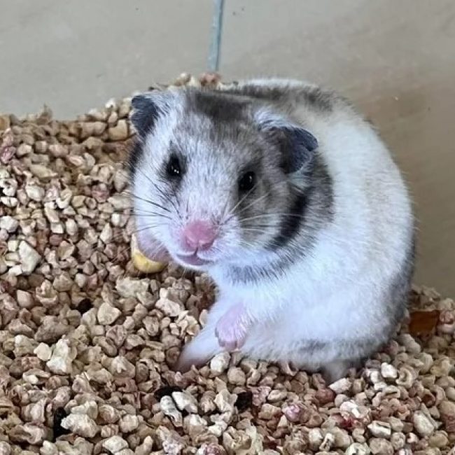Nuage - Rongeur Hamster à adopter