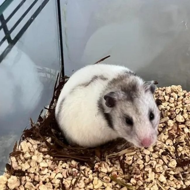 Praline - Rongeur Hamster à adopter