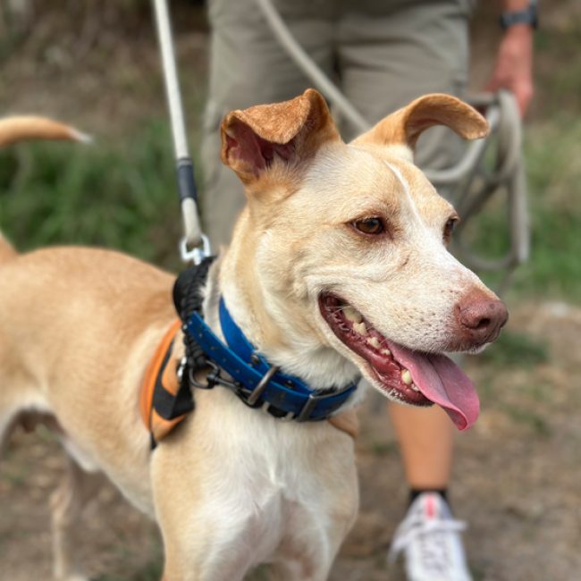 Murray - Chien à adopter