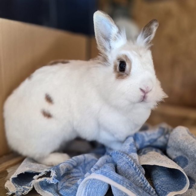 Bonnie