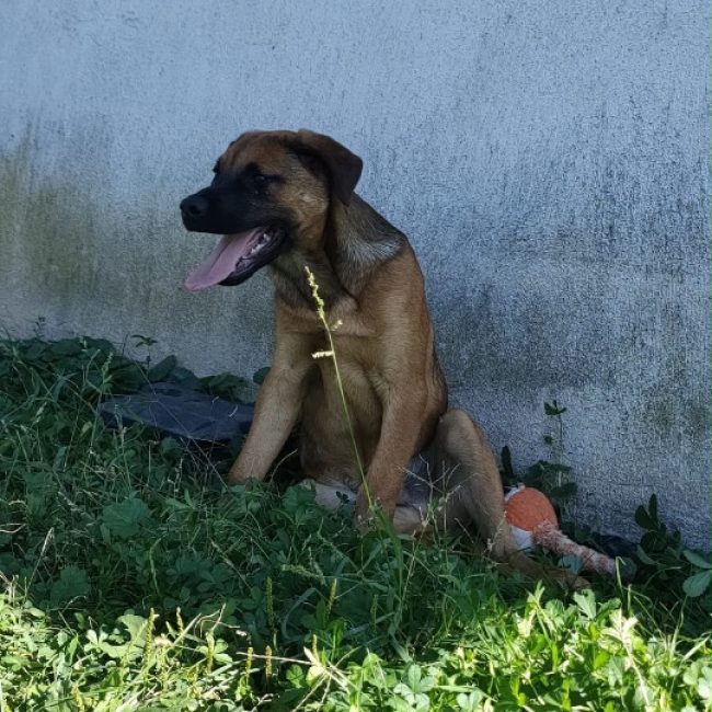 BUENO - Chien à adopter