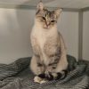 Minette