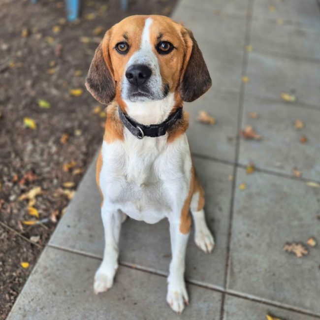 Ugo - Chien Beagle à adopter