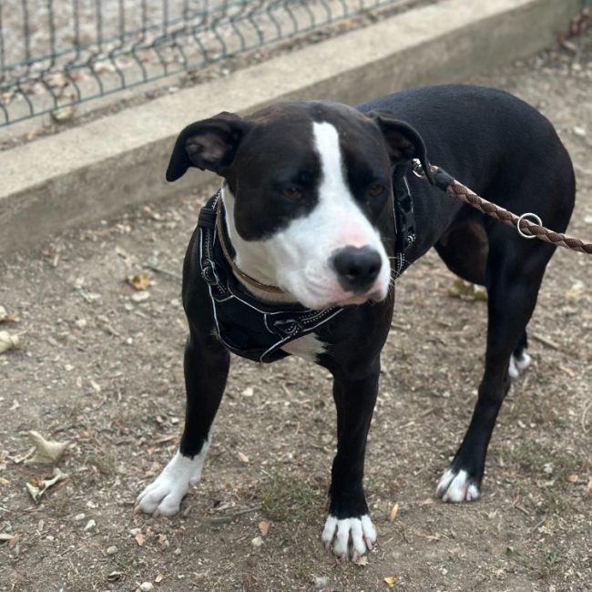 Ruby - Chien à adopter