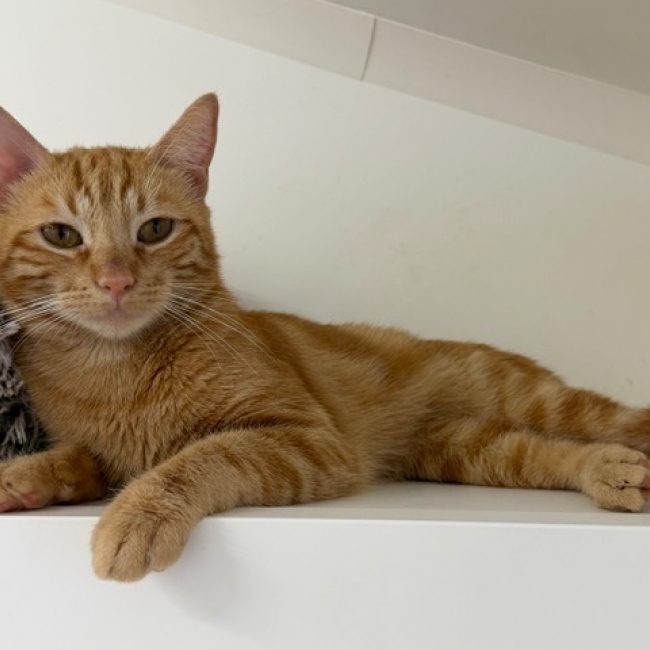 Ouille - Chat Européen à adopter