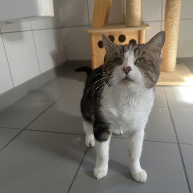 Felix