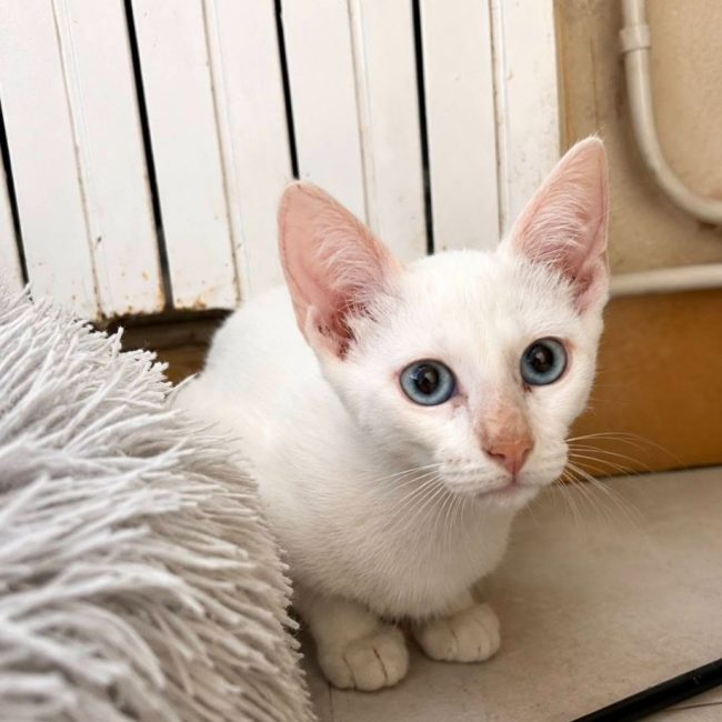 Drago - Chat Européen à adopter