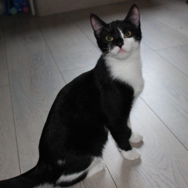 Fleur - Chat Européen à adopter