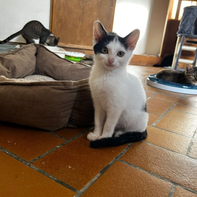 Izzie - Chat Européen à adopter